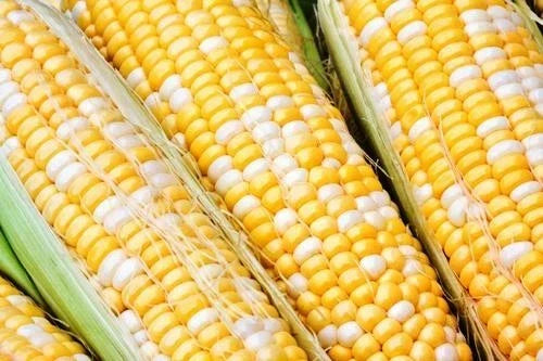 Sweet Corn Seeds - Essence Variety, Organic Zea mays, Non-GMO, High Germination, Fresh Seeds for Home Gardening