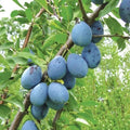 European Freestone Plum Cuttings 2 PCS Prunus domestica Dark Blue Purple Fruit Tree Propagation