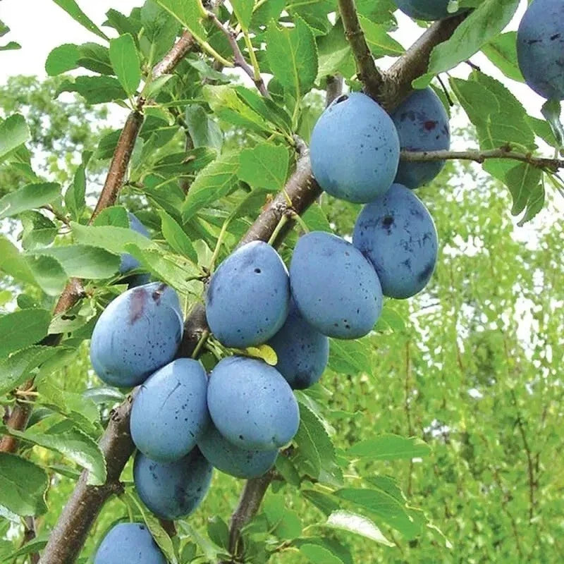 European Freestone Plum Cuttings 2 PCS Prunus domestica Dark Blue Purple Fruit Tree Propagation