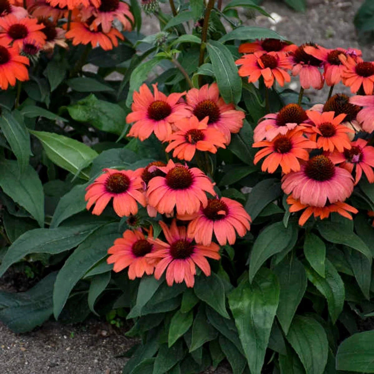 Echinacea purpurea Seeds - 50 Perennial Tanager Variety - Vibrant Blooming Flowers for Garden Pollinator Attracting