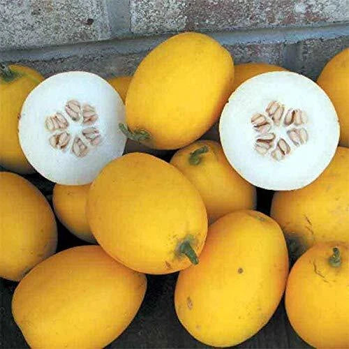 Mango Seeds 25 Seeds Vine Peach Mangifera indica - Made in USA, Ships from Iowa