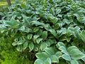 Solomon's Seal Live Plant - 16in+ Established Perennial - Organic Polygonatum biflorum - Pesticide-Free, Bulk Available