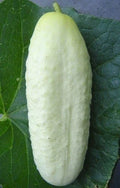 White Wonder Cucumber Seeds - Culinary Pickling Variety, Cucumis sativus, Climbing Vine, 50+ Seeds