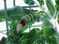 Musa 'Gran Nain' Banana Tree Live Plant – Tropical Fruit Plant for Indoor Outdoor Gardening, Musa acuminata