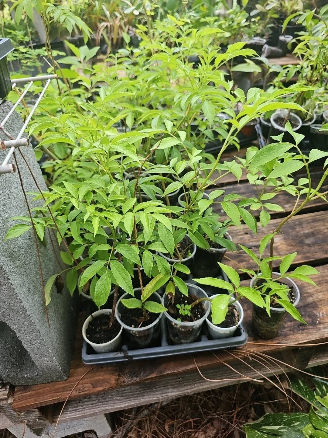 American Elderberry Tree Live Plant - Sambucus canadensis - Fully Rooted, Healthy Starter Plant for Gardens and Landscapes