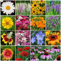 Wildflower Seed Mix 4 oz, 20+ Perennial Species, Native Wildflower Blend for Garden, Pollinator Attracting, Zones 3-10