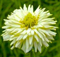 Giant Cactus Zinnia Seeds - White Flowers, 100+ Seeds, Zinnia elegans, Easy to Grow, Butterfly Attracting, Garden Bedding