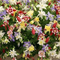 Wildflower Seeds Mix - 500+ Perennial Shade Blend for Pollinators - Non-GMO Heirloom Seeds