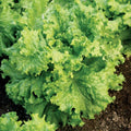 Lettuce Seeds 5000 Count Grand Rapids Waldmann Green Loose Leaf (Lactuca sativa) - Fast Growing, Early Harvest
