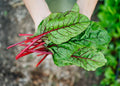 Rhubarb Swiss Chard Seeds - Bright Red Stems, Organic, Non-GMO, Heirloom Beta vulgaris subsp. cicla