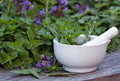 Medicinal Herb Seed Set - 12 Organic Seeds for Healing Herbs like Plantago, Echinacea, Calendula, Home Gardening