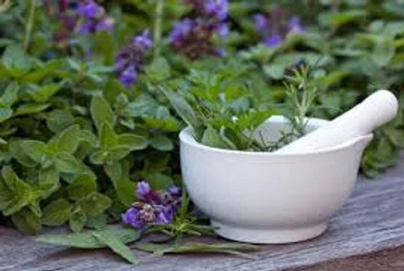 Medicinal Herb Seed Set - 12 Organic Seeds for Healing Herbs like Plantago, Echinacea, Calendula, Home Gardening
