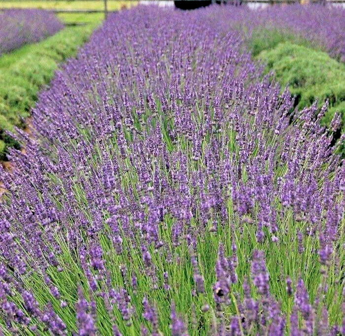 Phenomenal Lavender Live Plant - Healthy Starter, Easy-to-Grow Perennial Herb, Lavandula angustifolia
