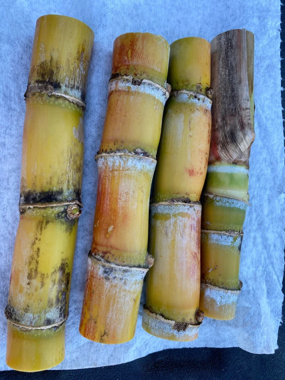 Sugarcane Buds - Fresh Cut Heirloom Saccharum officinarum - Ready to Plant, 4+ Buds, Florida Grown