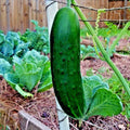 Organic Beit Alpha Cucumber Seeds - 41+ Pack - Greenhouse Vegetable for Garden or Patio Container - Cucumis sativus