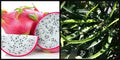 Unrooted 8" Dragon Fruit Cutting Vine White Flesh Pitahaya Hylocereus for Gardening