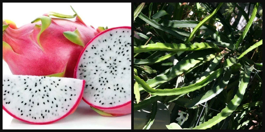 Unrooted 8" Dragon Fruit Cutting Vine White Flesh Pitahaya Hylocereus for Gardening