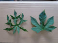 Chaya Maya Edible Tree Cuttings Set of 6 - Deeply Lobed & Maple Leaf Varieties - Cnidoscolus aconitifolius