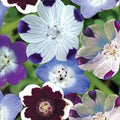 Nemophila Seeds - Mixed Colors, 500 Non-GMO Wildflower Seeds for Spring Bloom, Easy to Grow, Attracts Pollinators, Baby Blue Eyes (Nemophila menziesii)