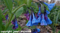 Virginia Bluebells Seeds - 200 Count - Native Wildflower for Shade Gardens - Mertensia virginica