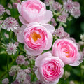 Live Rose Cuttings 5-8" Scepter'd Isle David Austin Unrooted Fresh Stems