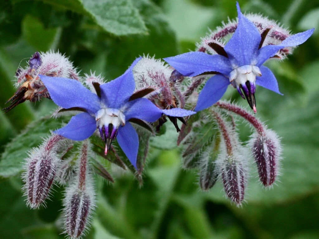 Borage Herb Seeds - 100+ Heirloom NON-GMO Pest Repellent Seeds - Fresh Organic Gardening (Borago officinalis)