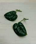 Satin Pothos Cuttings - Rooted Nodes - Live Scindapsus Plant Cuttings for Propagation