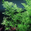Water Sprite Live Aquarium Plant - Easy Ceratopteris thalictroides for Pond & Aquarium, Floating & Submerged