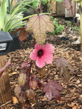 Cranberry Hibiscus Live Plant - Acetosella Rosella Edible Cuttings - Tropical Ornamental Foliage