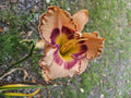 Daylily Plant - Rainbow Rhythm (King of Ages) - Hemerocallis spp. - Colorful Perennial Flower for Garden Landscaping