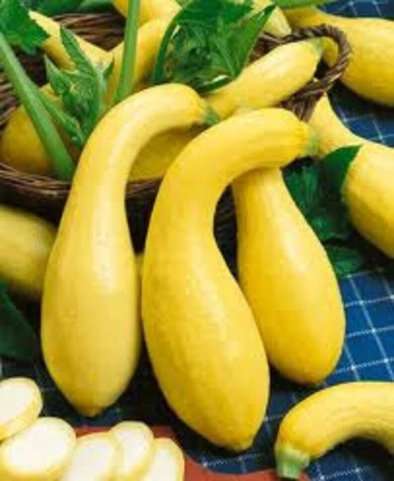 Yellow Crookneck Squash Seeds - 25+ Heirloom Non-GMO Golden Summer - Fresh, Organic Gardening Seeds