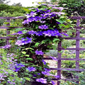 Blue Downy Clematis Seeds - 20 Hybrid Flower Seeds for Climber Vine, Clematis macropetala