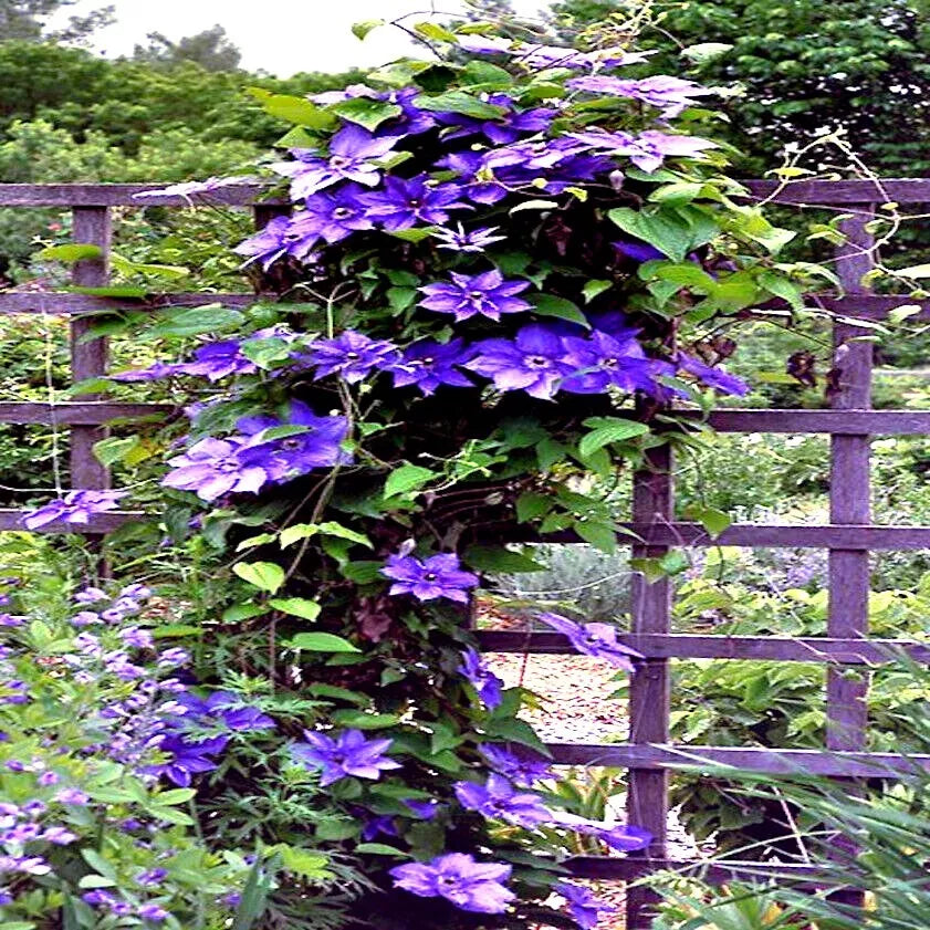 Blue Downy Clematis Seeds - 20 Hybrid Flower Seeds for Climber Vine, Clematis macropetala