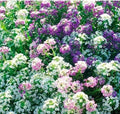 Alyssum Seeds - Trailing Groundcover Mix in Pink & Purple - Non-GMO Lobularia maritima - 1000 Seeds