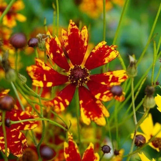 Coreopsis Seeds - 200 Non-GMO Dwarf Radiant Tiger Flower Seeds - Deer & Rabbit Resistant - Bright Yellow Blooms