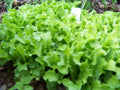 Black Seeded Simpson Lettuce Seeds – Heirloom Lactuca sativa for Salad Gardens, 875 Pack