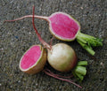 Watermelon Radish Seeds - Heirloom Raphanus sativus - Vibrant Pink and Green Interior, Fast-Growing, Non-GMO Vegetable Seeds