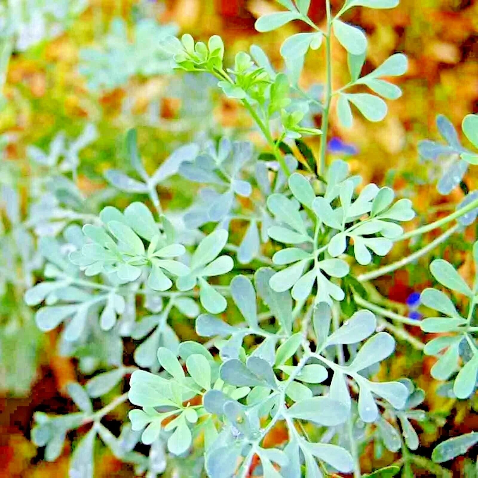 Rue Seeds - 300+ Heirloom Insect Pest Repellent Herb - Ruta graveolens - Medicinal Plant for Flea Control, USA Grown
