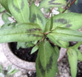 8 Live 4"-5" Vietnamese Coriander Plants "Rau Ram" Rooted in Soil - Fresh Culinary Herb for Cooking (Persicaria odorata)