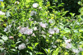 Rose-of-Sharon Cuttings Pink Stem Branches - Hibiscus syriacus 'Blushing Bride' Shrub, Pink Flowers, Pollinator Attracting