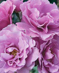 Angel Face Rose Cuttings - 5 Unrooted Cuttings - Rosa 'Angel Face' - Fragrant Pink Blooms for Gardening and Landscaping