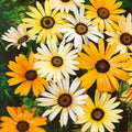 African Daisy Seeds - 100 Mixed Flower Seeds - Dimorphotheca Aurantiaca - Vibrant Colorful Blooms for Garden & Pollinators