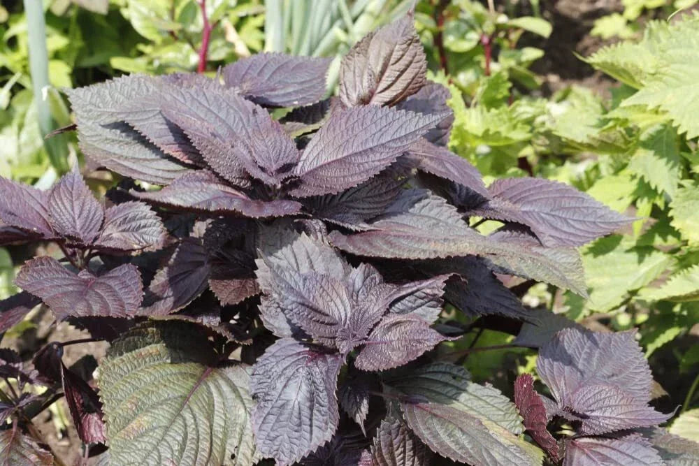 Red Shiso Seeds - 200+ Asian Heirloom Perilla frutescens for Cool Weather Gardens