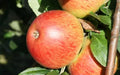 Charles Ross Apple Seeds - 25+ Heirloom Seeds for Garden Planting - Malus domestica, USA, Organic