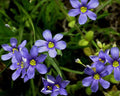 100 Seeds Western Blue-Eyed Grass Perennial Sisyrinchium bellum for Gardens, Borders & Meadows