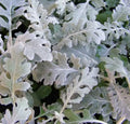 Dusty Miller Seeds - 100 Seeds - Silver Foliage - Senecio Cineraria for Gardens, Borders, Containers