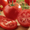 Celebrity Tomato Seeds - F1 Hybrid, Non-GMO, Heirloom Variety, Perfect for Home Gardening, Solanum lycopersicum