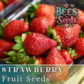 Crimson Treat Strawberry Seeds - Non-GMO Flower Seeds - 150 or 350 Seeds - Fragaria × ananassa