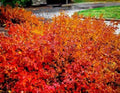 Konza Fragrant Sumac Seeds - 20 Pack, Aromatic Shrub, Rhus aromatica 'Konza', Native North American Deciduous Bush