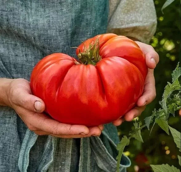 Giant Beefsteak Tomato Seeds – Organic Non-GMO Heirloom Solanum lycopersicum for Gardening, Canning & Fresh Eating
